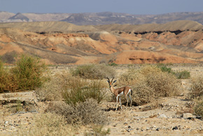 Gazela erytrejska (Gazella dorcas izabella) ma najciemniejsze umaszczenie grzbietu spośród wszystkich podgatunków gazeli pustynnej. W Izraelu żyje ich około dwóch tysięcy