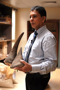 Na Sri Lance nakręcono zdjęcia między innymi w magazynie celnym, w którym przechowywane są zatrzymane okazy CITES – na zdjęciu przedstawiciel służby celnej z rogami nosorożca