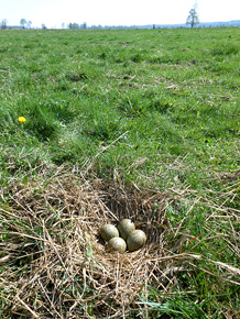 Kuliki są związane z otwartym krajobrazem rolniczym; gniazda zakładają zazwyczaj na łąkach kośnych
