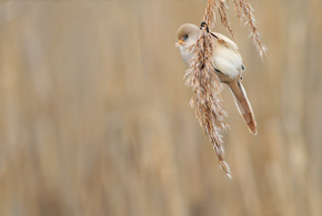 Żerująca na trzcinie samica wąsatki. Nasiona roślin szuwarowych (głównie trzciny i pałki) stanowią podstawę 
            jesienno-zimowego menu tych ptaków