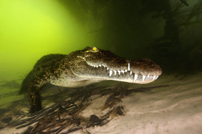 Spotykane pod wodą krokodyle mogą być różnej wielkości. Najczęściej są to osobniki o długości od 3,5 do 5 metrów