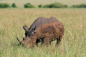 Światowa populacja nosorożca czarnego kenijskiego (Diceros bicornis michaeli), zwanego też nosorożcem czarnym wschodnim, wynosi zaledwie ok. 750 osobników. Na ten podgatunek nie prowadzi się legalnych polowań
