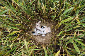 Gniazdo z pisklętami w preferowanym przez błotniaki łąkowe miejscu – w zbożu