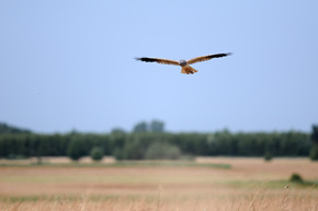 Samiec podczas polowania. Błotniaki łąkowe najczęściej polują w niskim locie patrolowym nad uprawami i łąkami