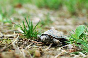 Młody żółw błotny stawia pierwsze kroki na wielkopolskiej ziemi po wydostaniu się z komory lęgowej