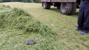 Podczas ostatniej kontroli lęgowisk żółwia błotnego udało nam się namierzyć jedną z żółwic na... traktorze!