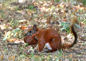 W sytuacji zagrożenia wiewiórka pospolita potrafi przenosić swoje młode, trzymając je w pyszczku