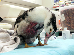 Ta kaczka piżmowa trafiła do azylu po tym, jak zaatakował ją pies