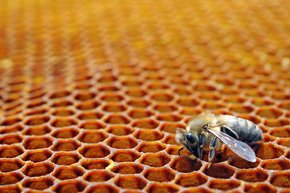 Przy pomocy specjalnych gruczołów pszczoły wypacają wosk w formie maleńkich płatków