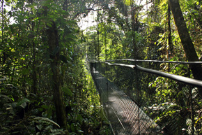 Mostek nad rzeką Sarapiquí w prywatnej ostoi przyrody Tirimbina, zawieszony na wysokości koron drzew, to jedna z najbardziej znanych atrakcji turystycznych Kostaryki. Kilka sąsiadujących ze sobą prywatnych posiadłości chroni tu ponad 600 ha lasu deszczowego, w tym częściowo o charakterze pierwotnym