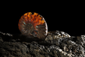 Muszle wymarłych głowonogów – amonitów – to jedne z częściej spotykanych skamieniałości. Dzięki bogactwu gatunków i nieźle poznanej ewolucji pomagają w datowaniu skał osadowych