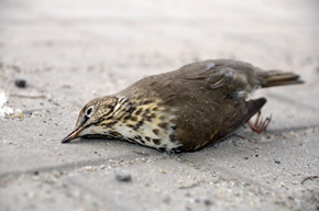 Martwe ptaki znajdowane pod szklanymi obiektami są niezaprzeczalnym dowodem świadczącym o kolizyjności danego miejsca