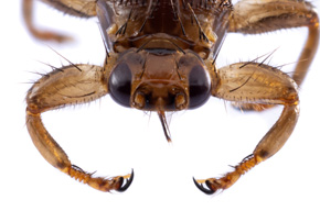 Narzępikowate, podobnie jak inne muchówki pijące krew, dysponują kłująco-ssącym aparatem gębowym